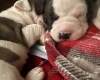 American Bulldog