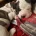 American Bulldog