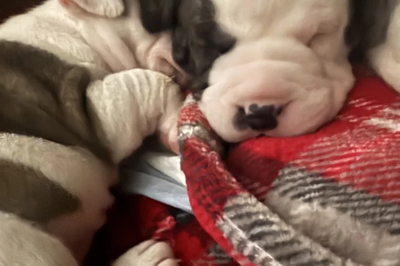 American Bulldog
