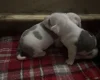 American Bulldog
