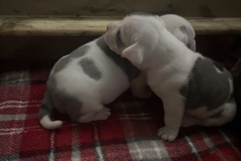 American Bulldog