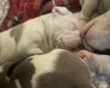 American Bulldog