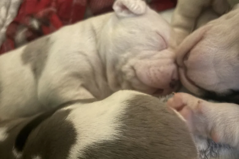 American Bulldog
