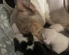 American Bulldog