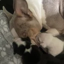 American Bulldog