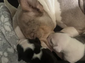 American Bulldog