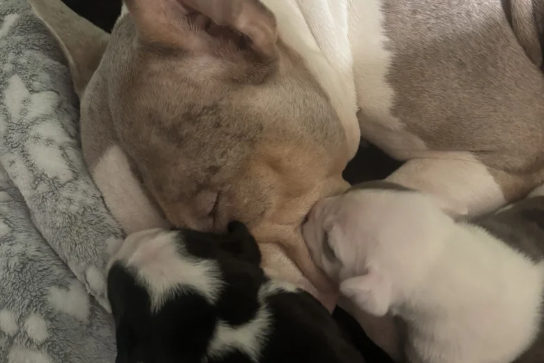 American Bulldog