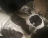 American Bulldog