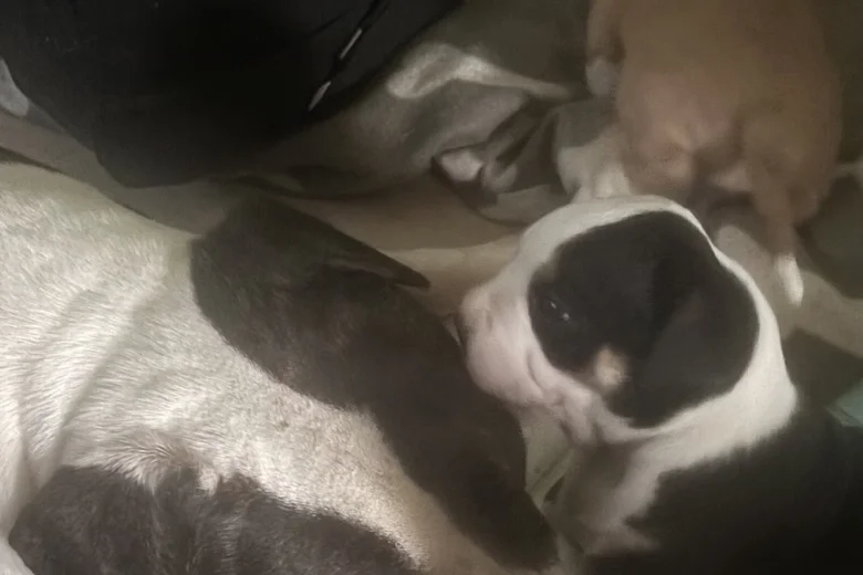 American Bulldog