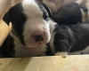 American Bulldog
