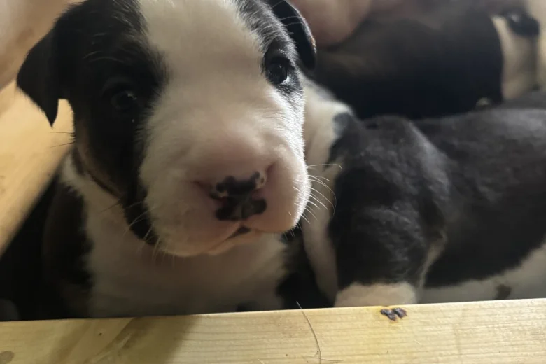 American Bulldog