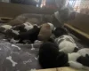 American Bulldog