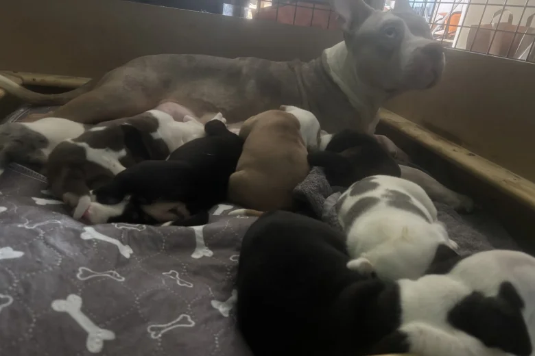 American Bulldog