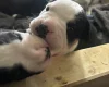 American Bulldog