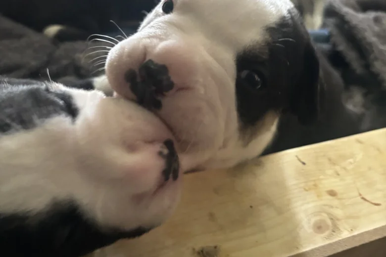 American Bulldog