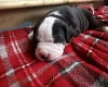 American Bulldog