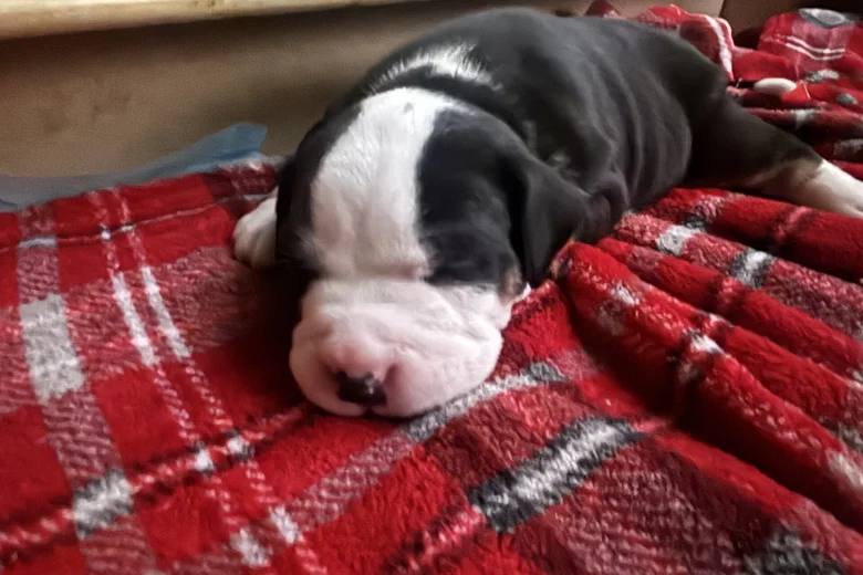American Bulldog