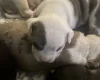 American Bulldog