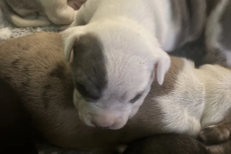 American Bulldog