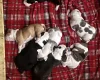American Bulldog
