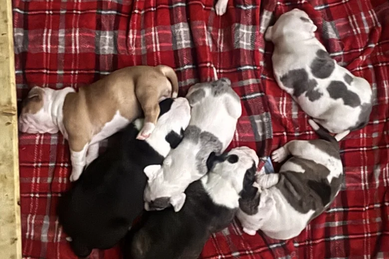 American Bulldog