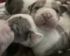 American Bulldog