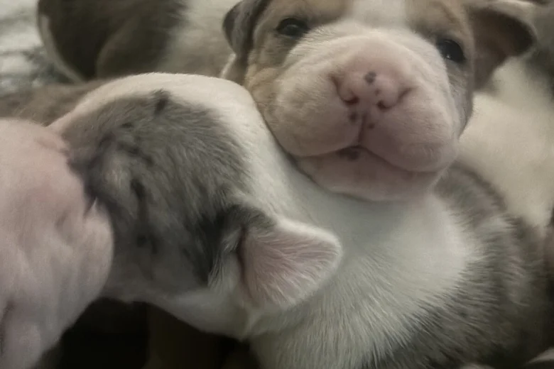 American Bulldog