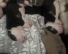 American Bulldog