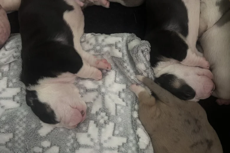 American Bulldog
