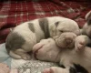 American Bulldog