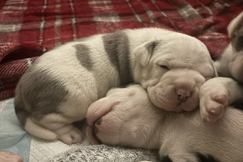 American Bulldog