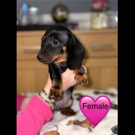 Dachshund (Miniature Smooth Haired)