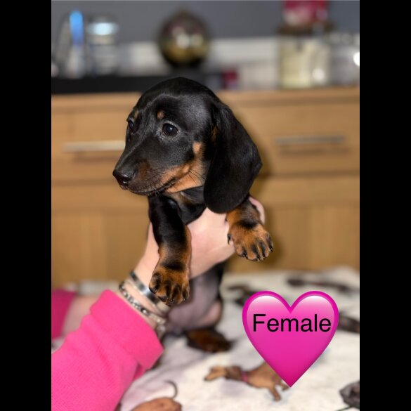 Dachshund (Miniature Smooth Haired)