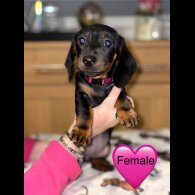 Dachshund (Miniature Smooth Haired)
