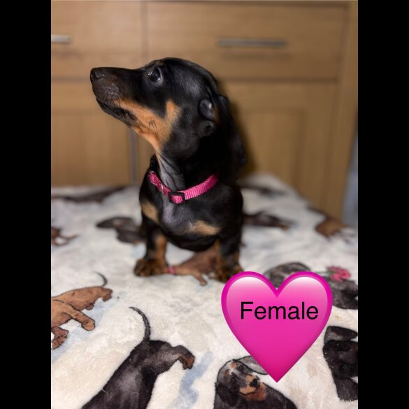 Dachshund (Miniature Smooth Haired)