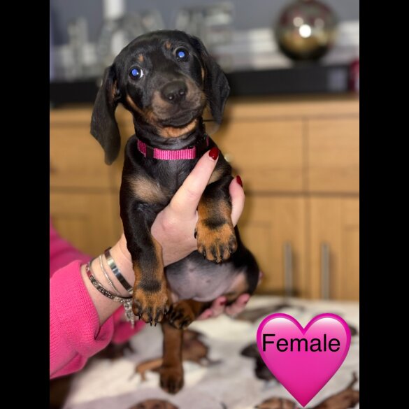 Dachshund (Miniature Smooth Haired)