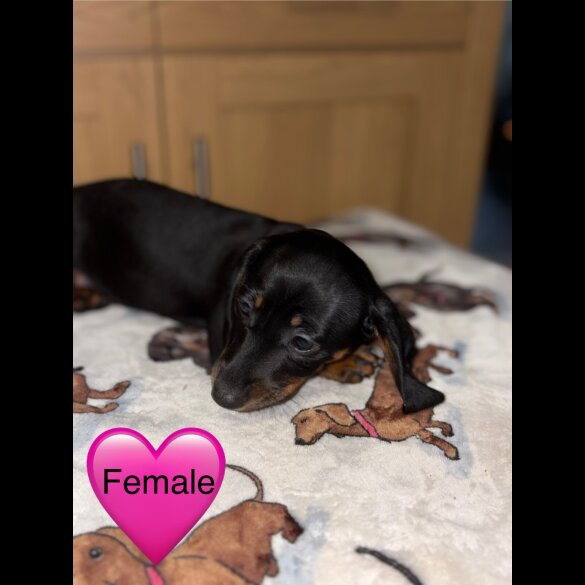 Dachshund (Miniature Smooth Haired)