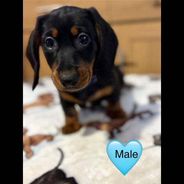 Dachshund (Miniature Smooth Haired)