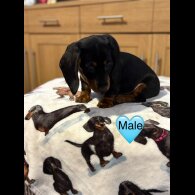 Dachshund (Miniature Smooth Haired)