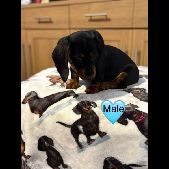 Dachshund (Miniature Smooth Haired)