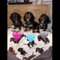 Dachshund (Miniature Smooth Haired)