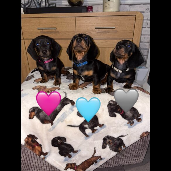 Dachshund (Miniature Smooth Haired)