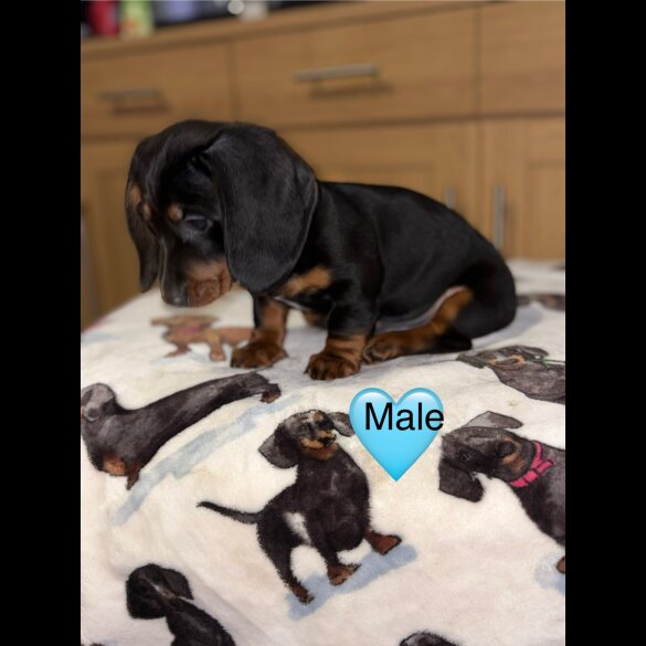 Dachshund (Miniature Smooth Haired)