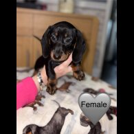 Dachshund (Miniature Smooth Haired)