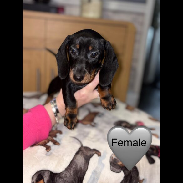 Dachshund (Miniature Smooth Haired)