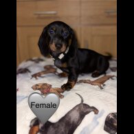 Dachshund (Miniature Smooth Haired)