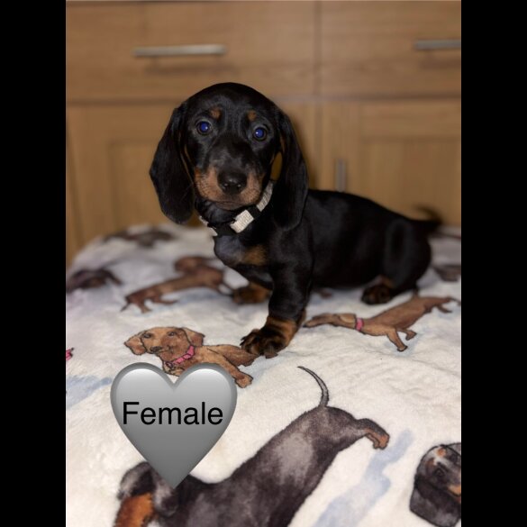 Dachshund (Miniature Smooth Haired)