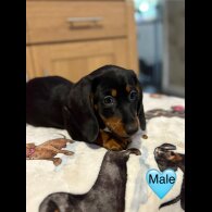 Dachshund (Miniature Smooth Haired)