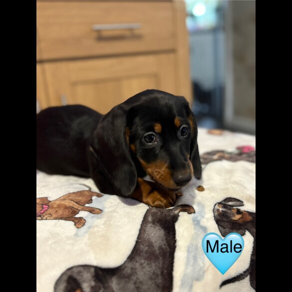 Dachshund (Miniature Smooth Haired)