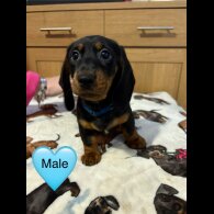 Dachshund (Miniature Smooth Haired)